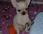 Собаки в Санкт-Петербурге: Малыши чихуахуа к/ш Девочка, 30 000 руб. - фото 3