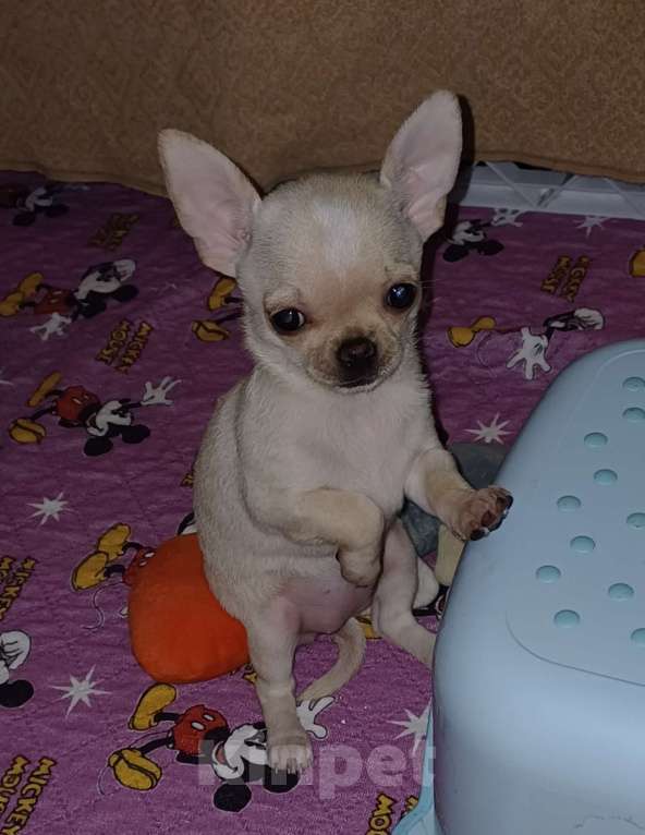 Собаки в Санкт-Петербурге: Малыши чихуахуа к/ш Девочка, 30 000 руб. - фото 3