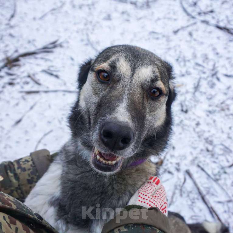 Собаки в Москве: Рок в добрые руки Мальчик, Бесплатно - фото 2