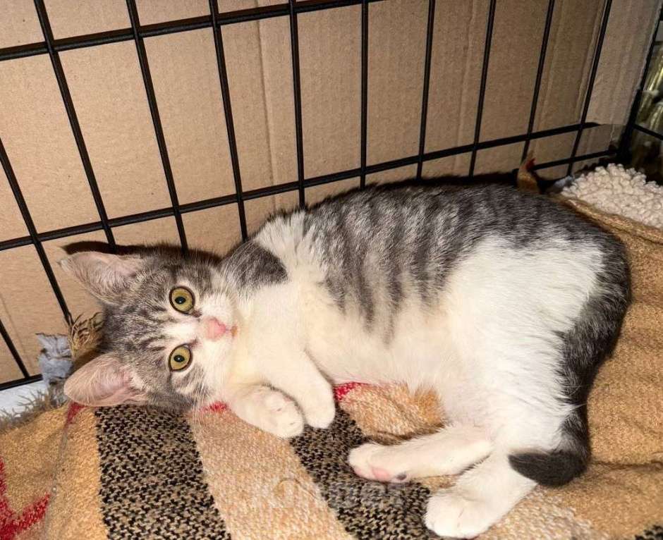 Кошки в Москве: Маня нуждатся в любящей семье Девочка, Бесплатно - фото 4