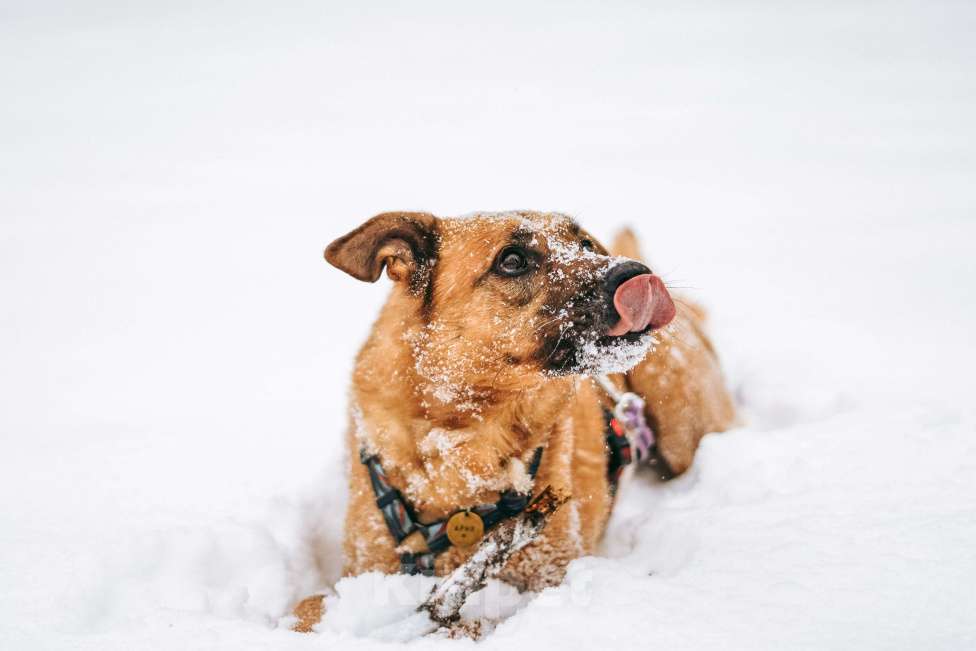Собаки в Москве: Чанго ищет дом Мальчик, Бесплатно - фото 2