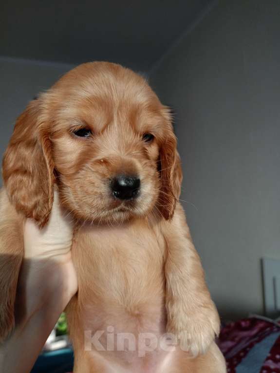 Собаки в Ростове-на-Дону: Щенки английского кокер-спаниеля Девочка, 20 000 руб. - фото 2