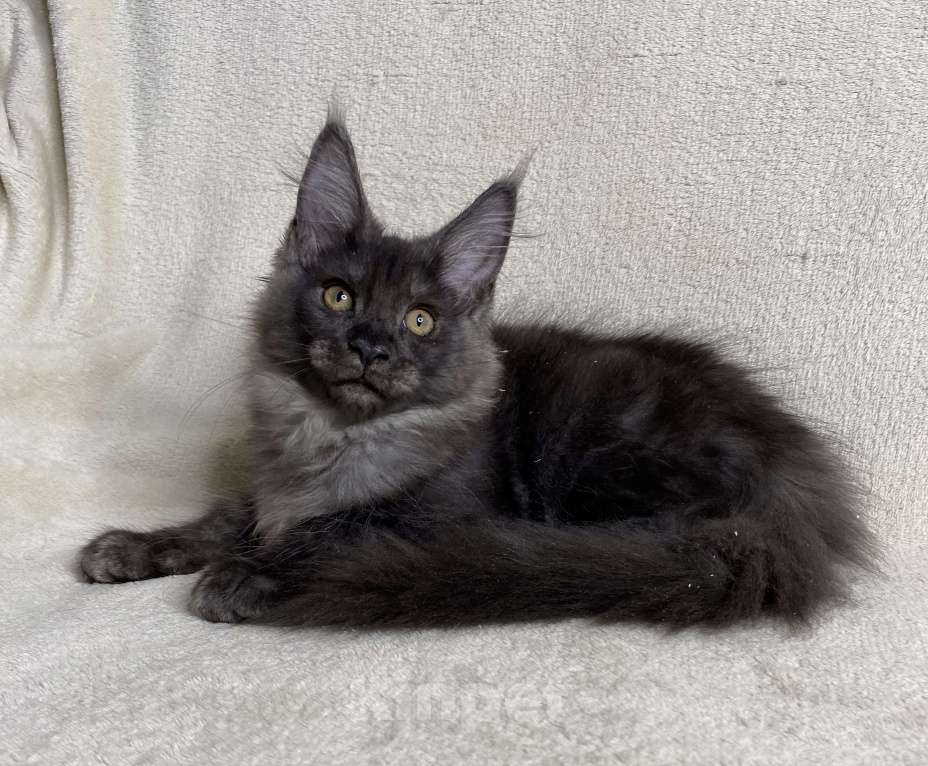 Кошки в Дмитрове: Черная дымчатая девочка мейн кун Vlasta Девочка, 40 000 руб. - фото 7