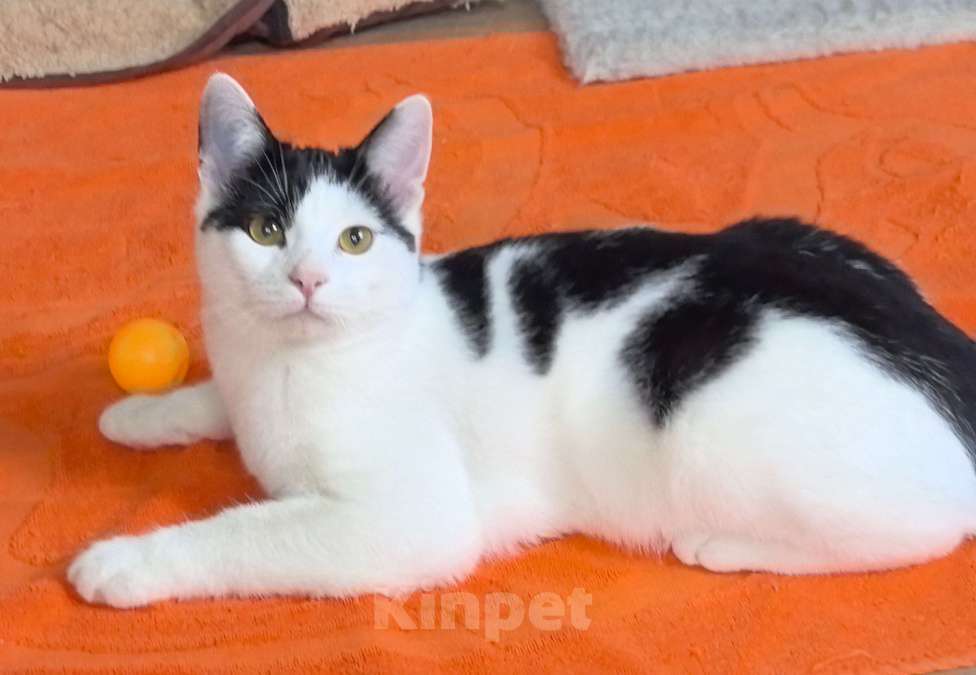 Кошки в Москве: Котёнок Смурфик ищет семью! Мальчик, Бесплатно - фото 6