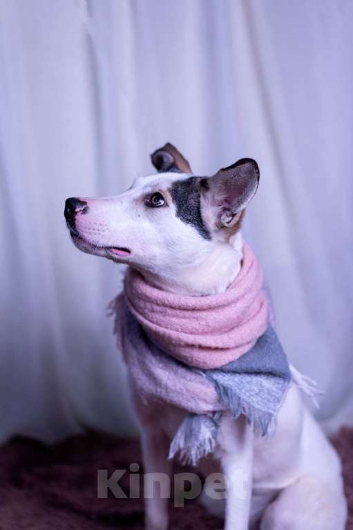 Собаки в других городах Московской области: Нильс мальчик Мальчик, Бесплатно - фото 10