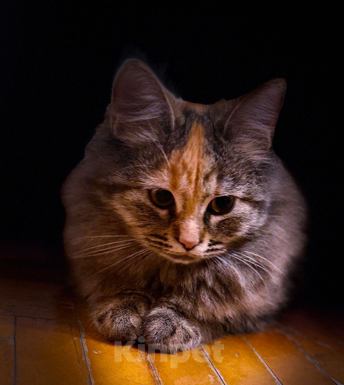 Кошки в Москве: Оливка  Девочка, Бесплатно - фото 1