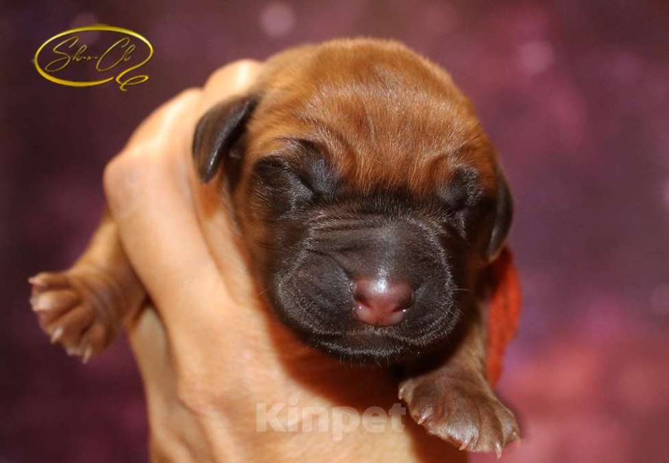 Собаки в других городах Московской области: Щенки риджбека из питомника РКФ Девочка, Бесплатно - фото 1