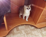 Кошки в Екатеринбурге: Маша ищет своих родителей. Девочка, 5 000 руб. - фото 3