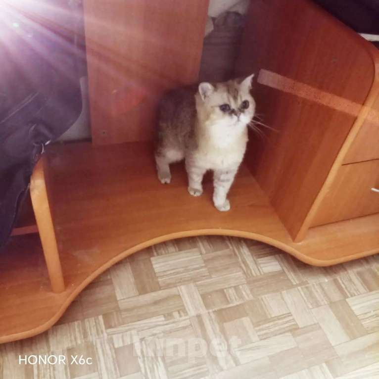 Кошки в Екатеринбурге: Маша ищет своих родителей. Девочка, 5 000 руб. - фото 3