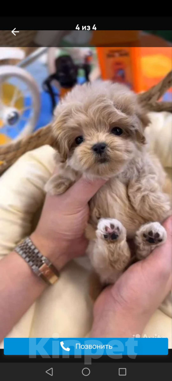 Собаки в Владивостоке: Девочка  Девочка, 35 руб. - фото 1