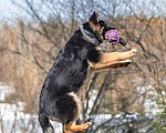 Собаки в других городах Московской области: Щенок немецкой овчарки рабочего разведения Девочка, 80 000 руб. - фото 7