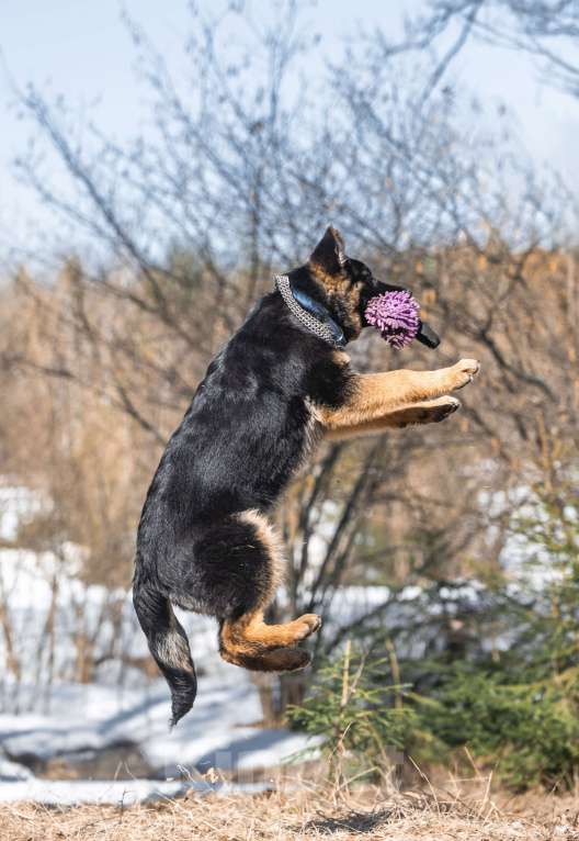 Собаки в других городах Московской области: Щенок немецкой овчарки рабочего разведения Девочка, 80 000 руб. - фото 7