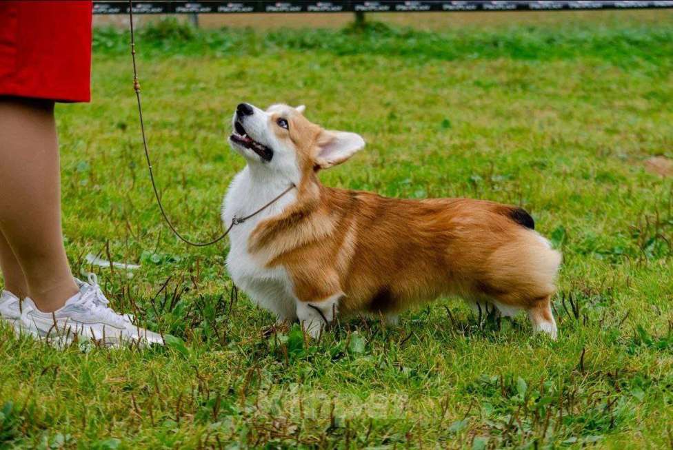 Собаки в Раменском: Производитель Вельш Корги Пемброк  Мальчик, 60 000 руб. - фото 6