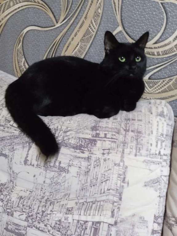 Кошки в Калуге: Кто в хорошие руки Мальчик, Бесплатно - фото 1