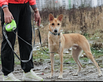 Собаки в Санкт-Петербурге: В добрую семью Мальчик, Бесплатно - фото 3