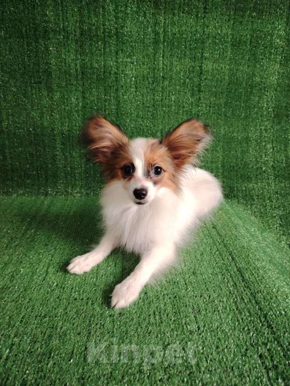 Собаки в Набережных Челнах: Папийон девочка Девочка, 25 000 руб. - фото 4