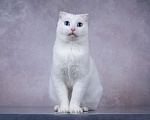 Кошки в Москве: Белая голубоглазая вислоухая кошка Поэзия в дар Девочка, 1 руб. - фото 5