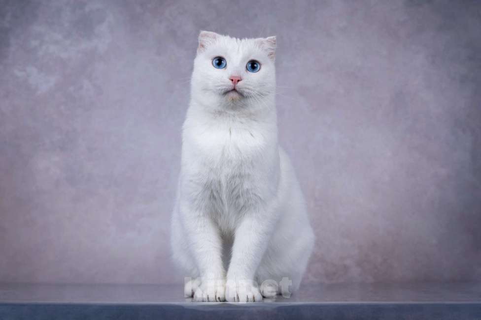 Кошки в Москве: Белая голубоглазая вислоухая кошка Поэзия в дар Девочка, 1 руб. - фото 5