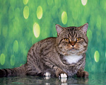 Кошки в Москве: Важный и ласковый кот Ося ищет дом Мальчик, Бесплатно - фото 4