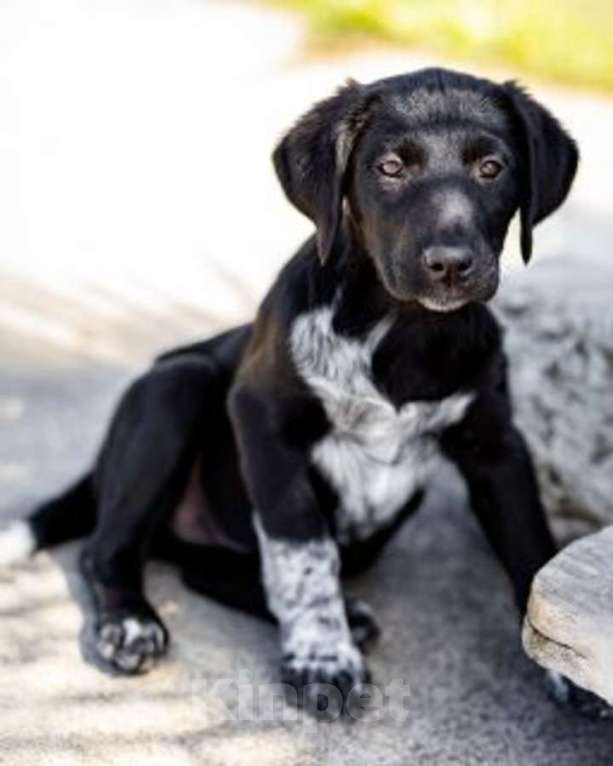 Собаки в Москве: Щеночки ищут дом. Девочка, Бесплатно - фото 5