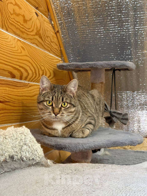 Кошки в Москве: Молоденький Филя мечтает о доме Мальчик, Бесплатно - фото 1