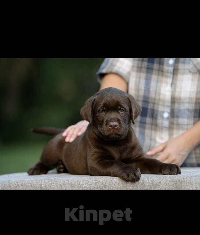 Собаки в Калининграде: Шоколадный лабрадор  Мальчик, 70 000 руб. - фото 4