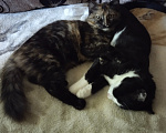 Кошки в Астрахани: Отдам котят Разнополые, Бесплатно - фото 1