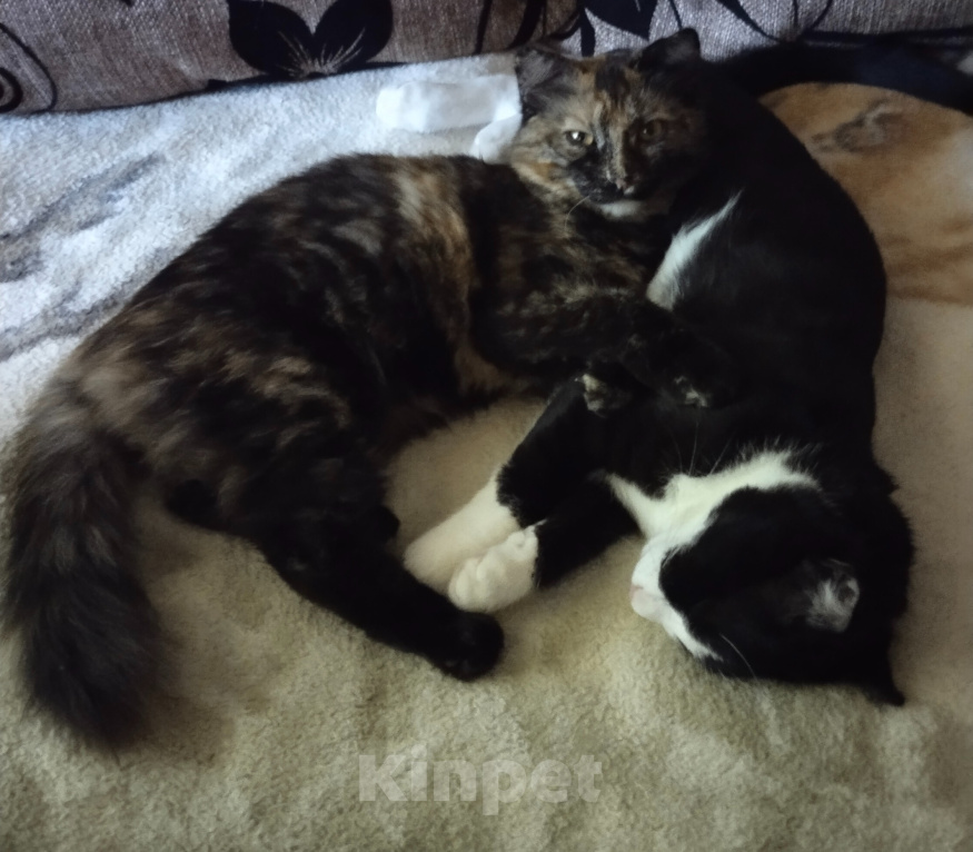 Кошки в Астрахани: Отдам котят Разнополые, Бесплатно - фото 1