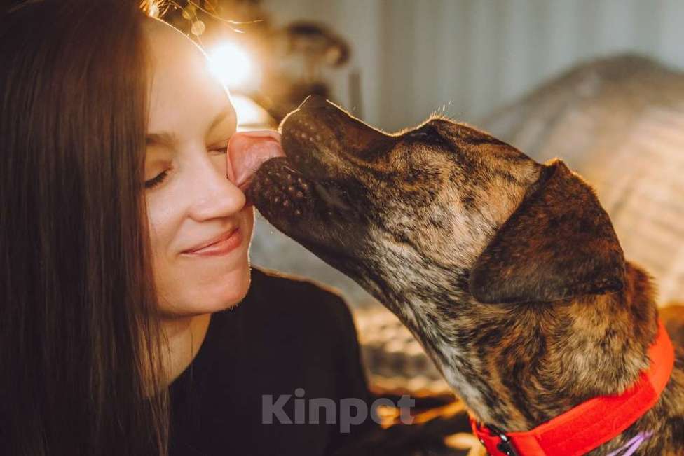 Собаки в Москве: Латифа ищет дом Девочка, 1 руб. - фото 7