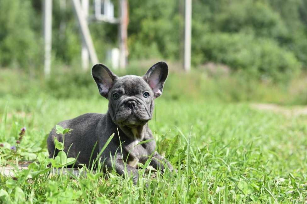 Собаки в Москве: Французский бульдог щенки  Мальчик, 50 000 руб. - фото 2