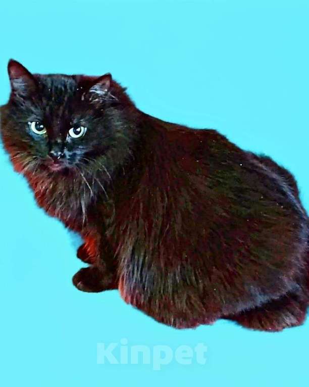 Кошки в Москве: Нюша и Плюша ищут дом Девочка, Бесплатно - фото 1