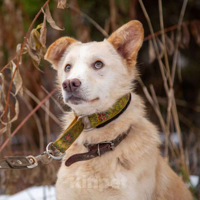 Собаки в Москве: Кремовый щенок Кай ищет свою семью! Мальчик, Бесплатно - фото 2
