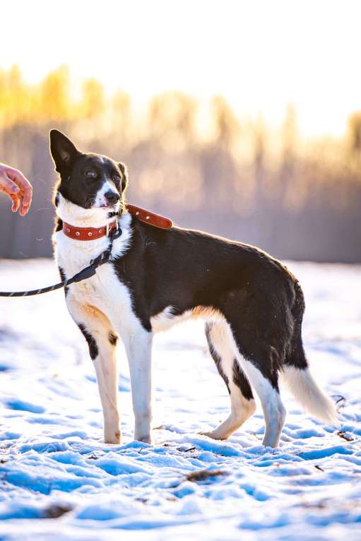Собаки в Клине: Джоли - звёздная собачка Девочка, Бесплатно - фото 4