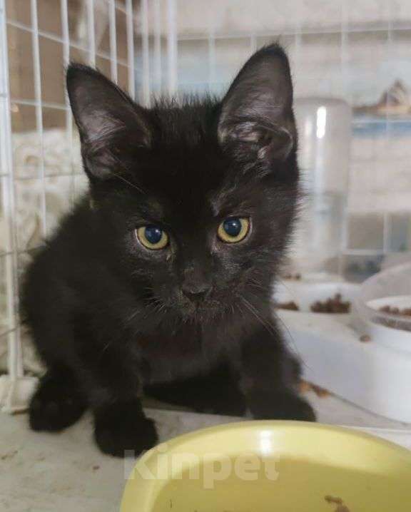 Кошки в Москве: Маленькие котята мальчики в дар Мальчик, Бесплатно - фото 2
