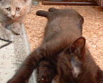 Кошки в Пензе: Отдадим котят бесплатно в добрые руки! Мальчик, Бесплатно - фото 5