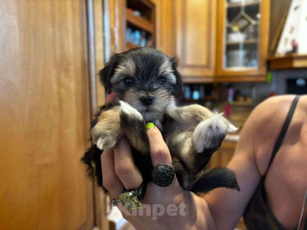 Собаки в Москве: Софи Девочка, 50 000 руб. - фото 7