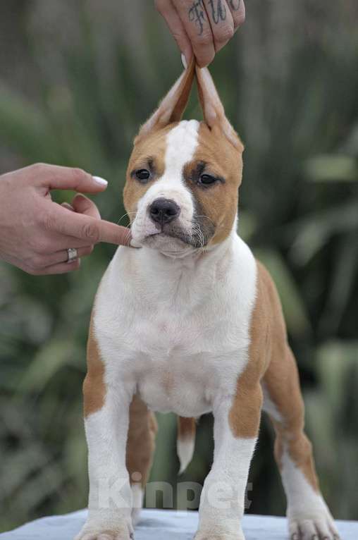 Собаки в Краснодаре: Кобель ам стаффа РКФ Мальчик, 80 000 руб. - фото 9