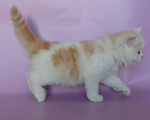 Кошки в Самаре: кот Нельсон, 10 000 руб. - фото 4