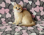 Кошки в Малмыже: Золотые британские котята., 25 000 руб. - фото 1
