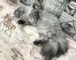 Кошки в Касимове: Вязка, 1 500 руб. - фото 1