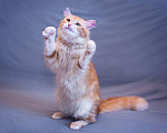 Кошки в Москве: Восхитительный кот Рыжик в добрые руки Мальчик, 10 руб. - фото 7