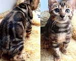 Кошки в Москве: Бенгальская девочка Девочка, 30 000 руб. - фото 1