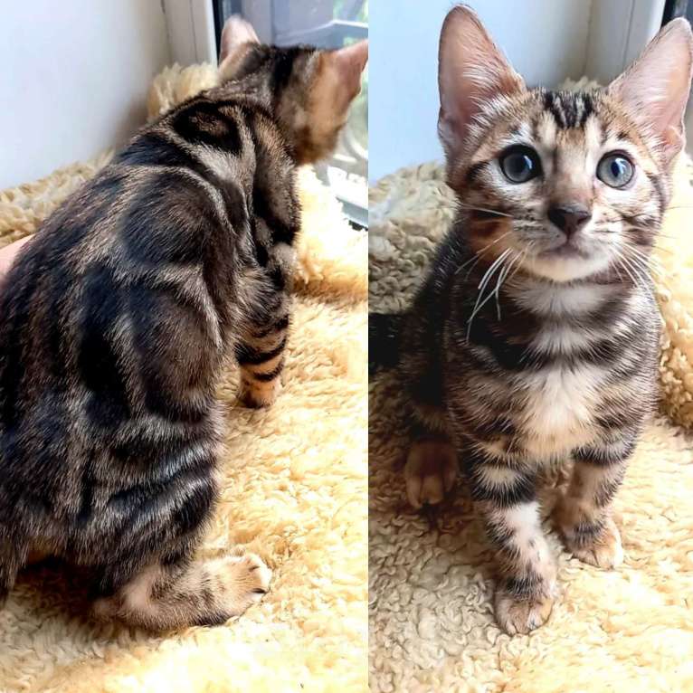 Кошки в Москве: Бенгальская девочка Девочка, 30 000 руб. - фото 1