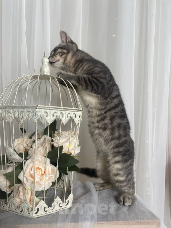 Кошки в Воронеже: Уличный котенок ищет дом Мальчик, Бесплатно - фото 6