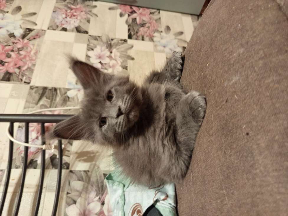 Кошки в других городах Ленинградской области: Котята Менйн Кун polidakt Мальчик, 25 000 руб. - фото 5