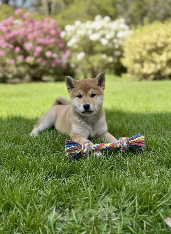 Собаки в Балашихе: Щенок сиба ину Мальчик, 45 000 руб. - фото 3