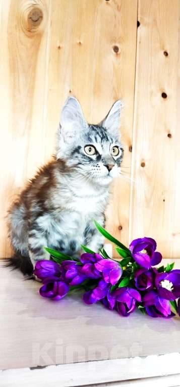 Кошки в Челябинске: 🔥🔥🔥 КОТЕНОК МЕЙН-КУН ДЕВОЧКА Девочка, 10 000 руб. - фото 2