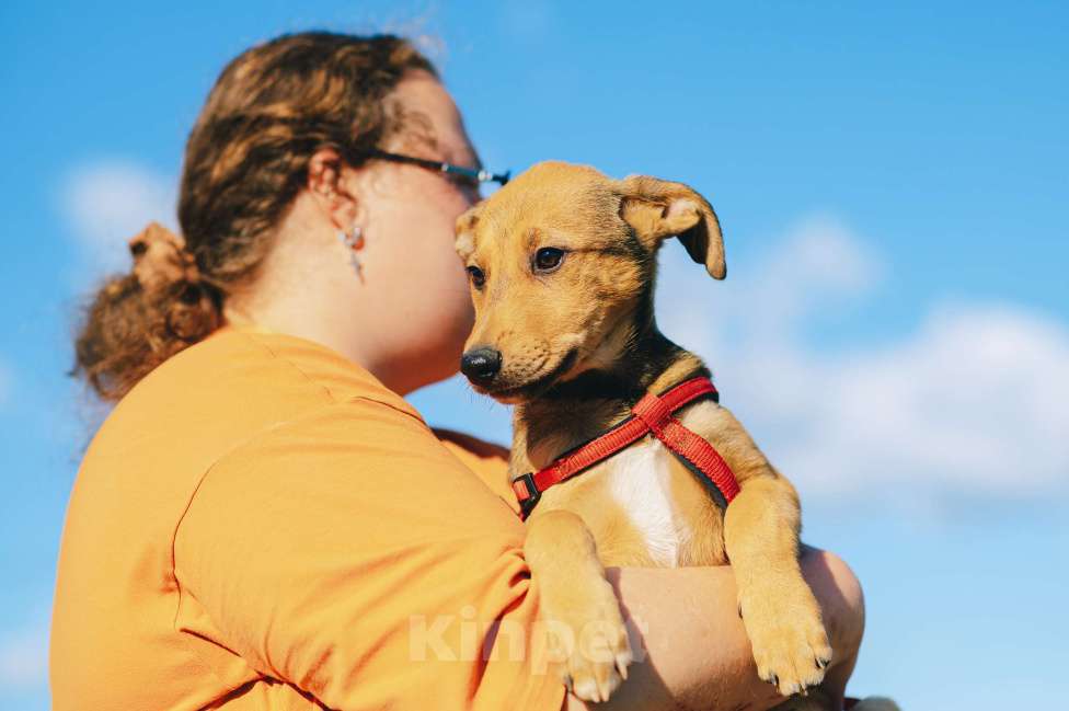 Собаки в Москве: Хурма Девочка, Бесплатно - фото 7