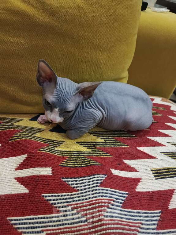 Кошки в Домодедово: Котенок канадского сфинкса девочка Девочка, 16 000 руб. - фото 3