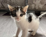 Кошки в других городах Башкортостана: Котенок мальчик Мальчик, Бесплатно - фото 1